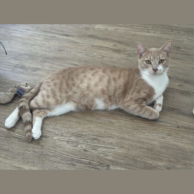 Photo of Daphne   Now At Pet Quarters Glendale