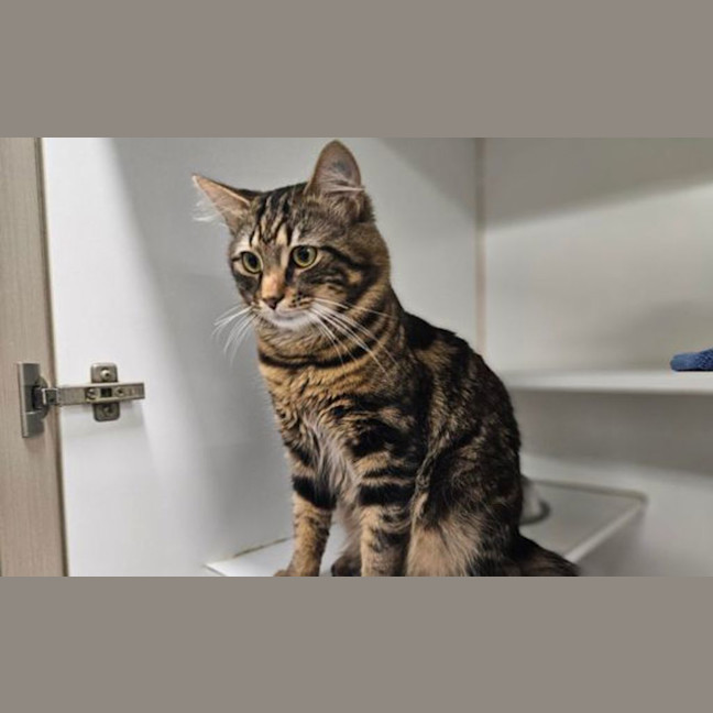 Photo of Marmaduke