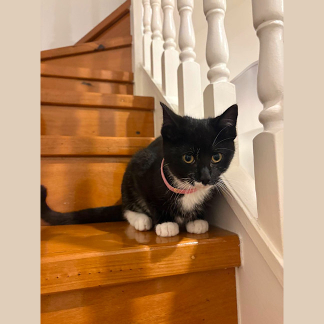 Photo of Sesame