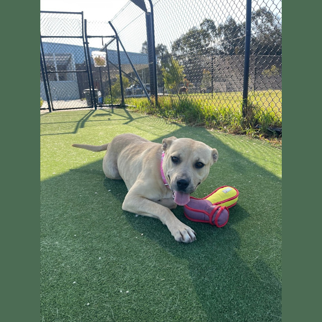 Photo of Alita Imp 1811