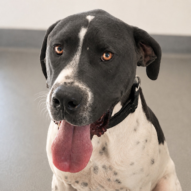 Photo of Otis