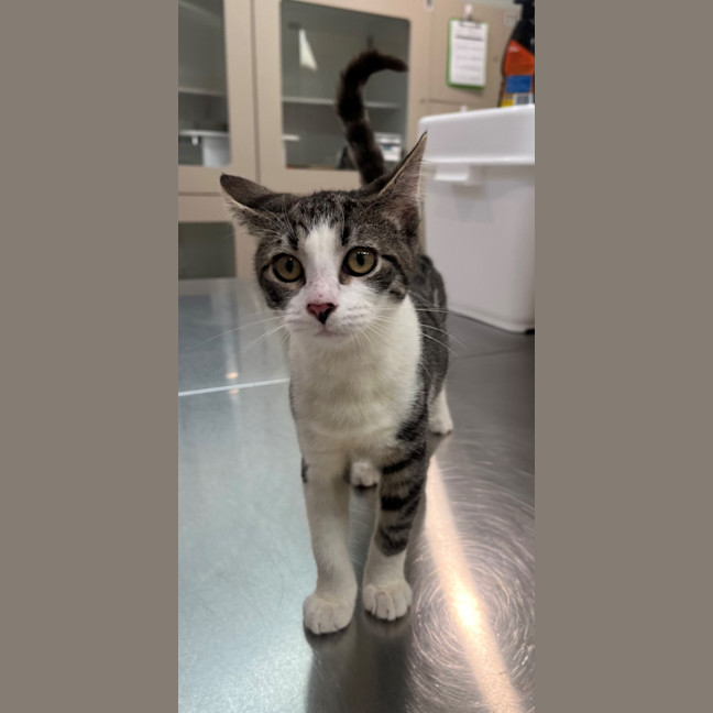 Photo of Bandar (9966)