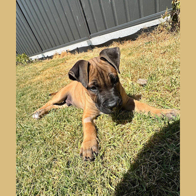 Photo of Titan (Was Tank)