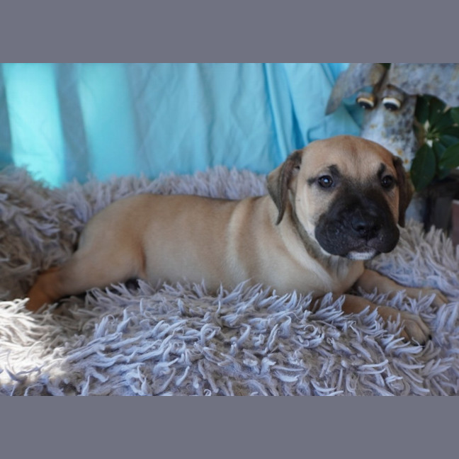 Photo of Rebel