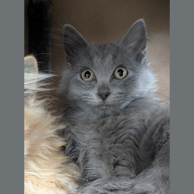 Photo of 👒 Freya 5867 👒