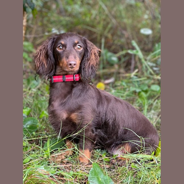 Photo of Fifi