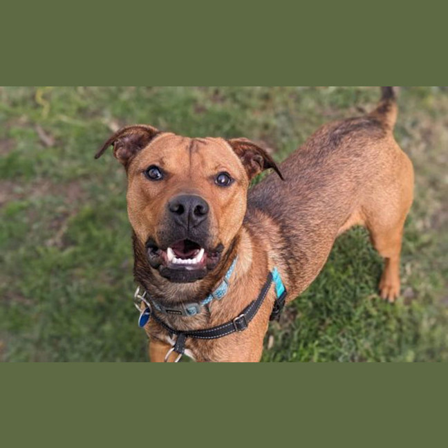 Photo of Rocco
