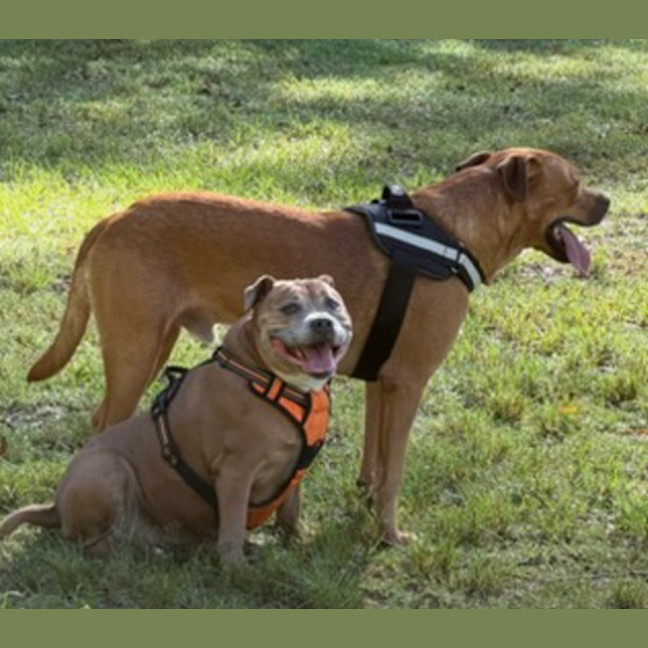Photo of Buddy