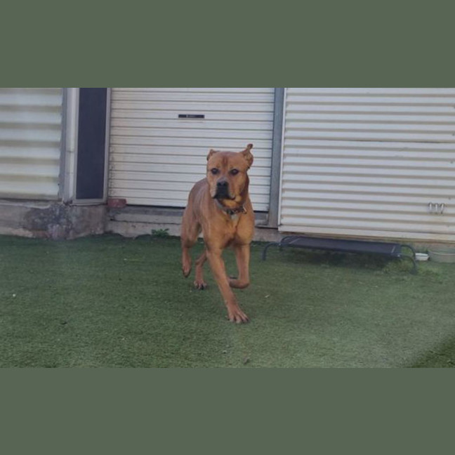 Photo of Archie