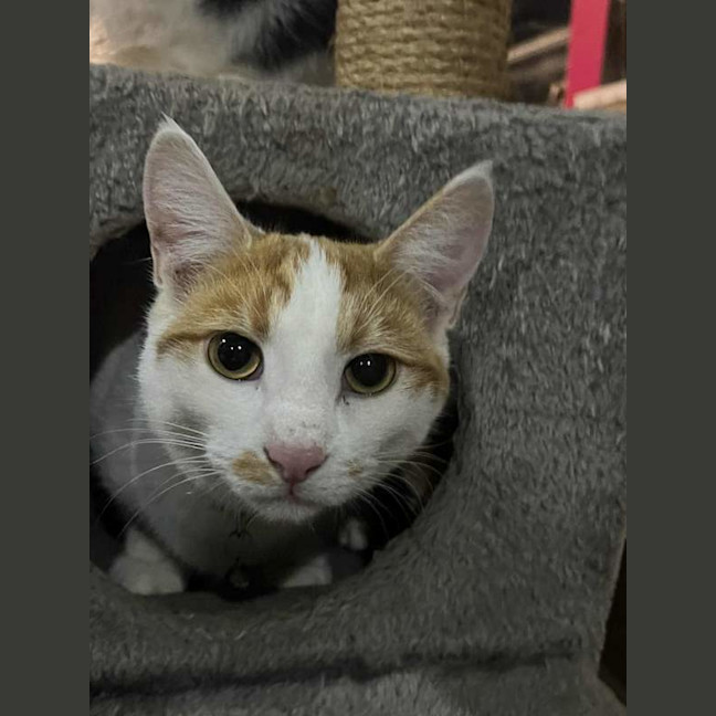 Photo of Jinge