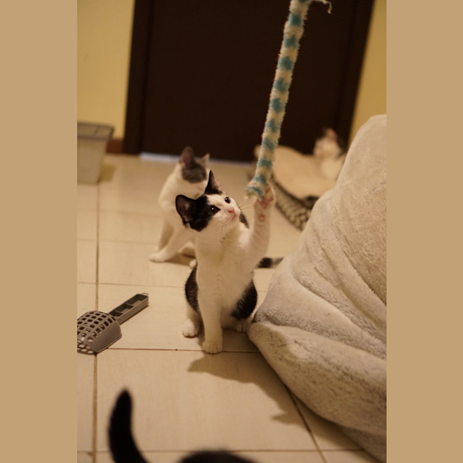 Photo of Oreo