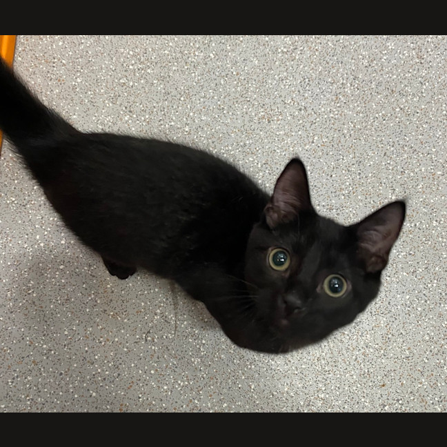 Photo of Draco Ravioli