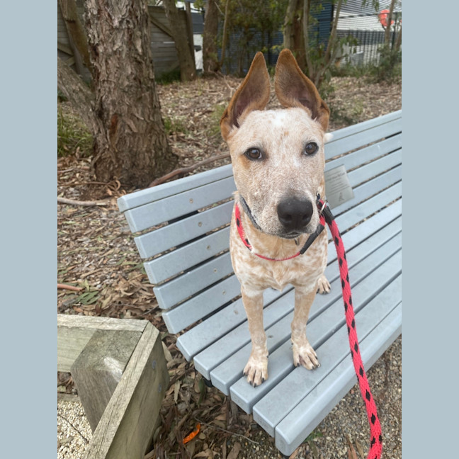 Photo of Chili