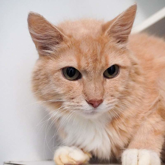 Photo of Teddy
