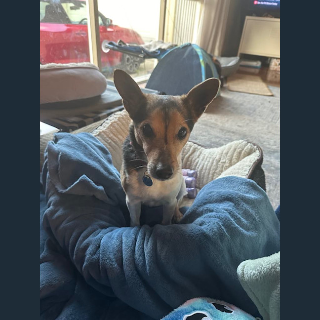 Photo of Milo