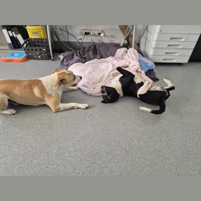 Photo of Butters! 🧈💛