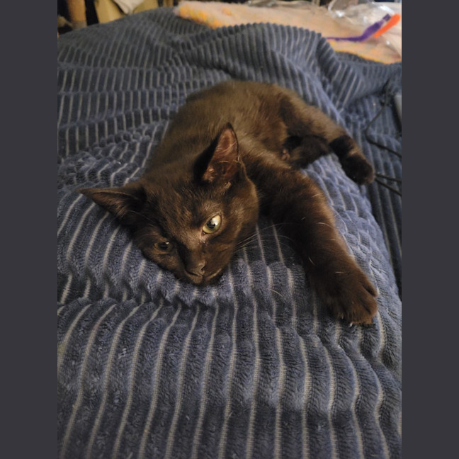 Photo of Twinkle Moo
