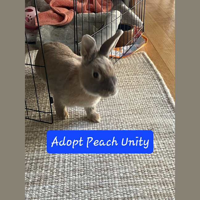 Photo of Peach Unity