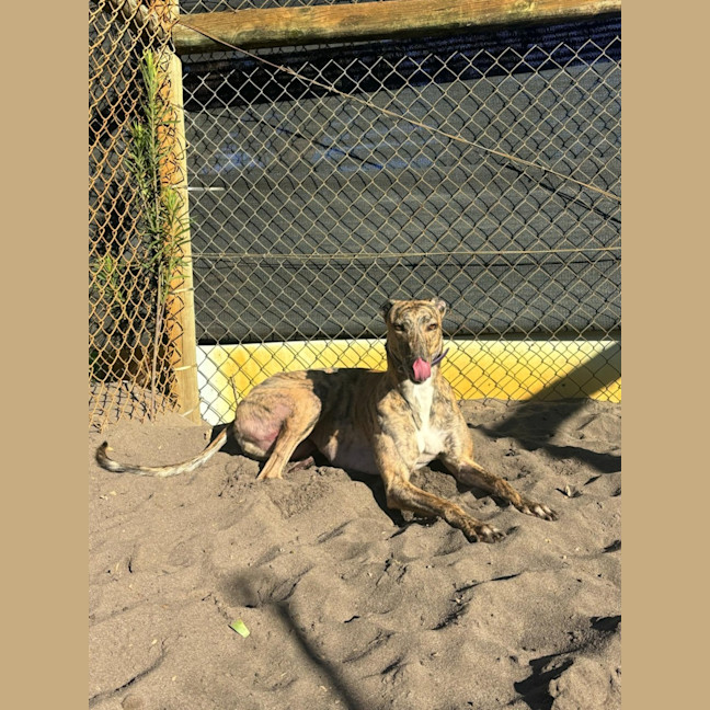 Photo of Greyhound   Tiger