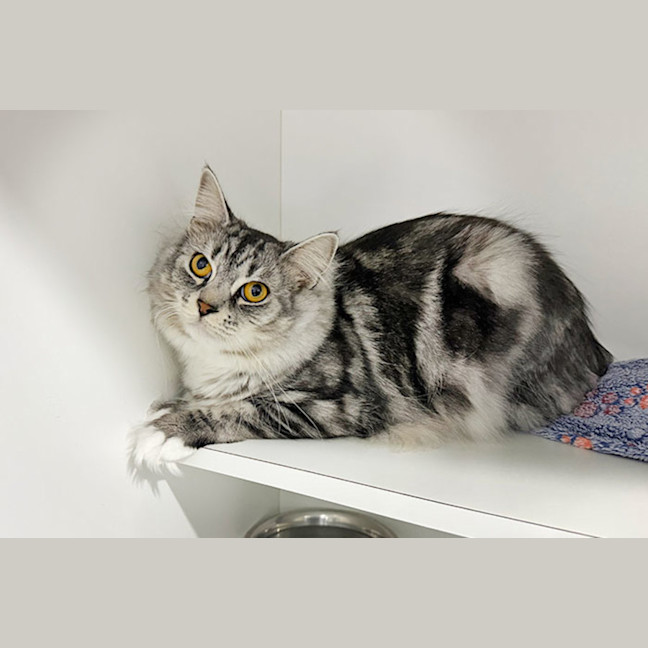Photo of Tango