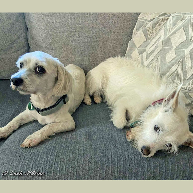 Photo of Ziggy And Bailie