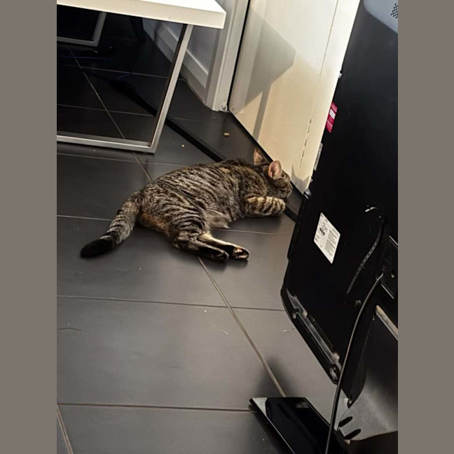 Photo of Mumma Cat (Urgent Home Needed) 