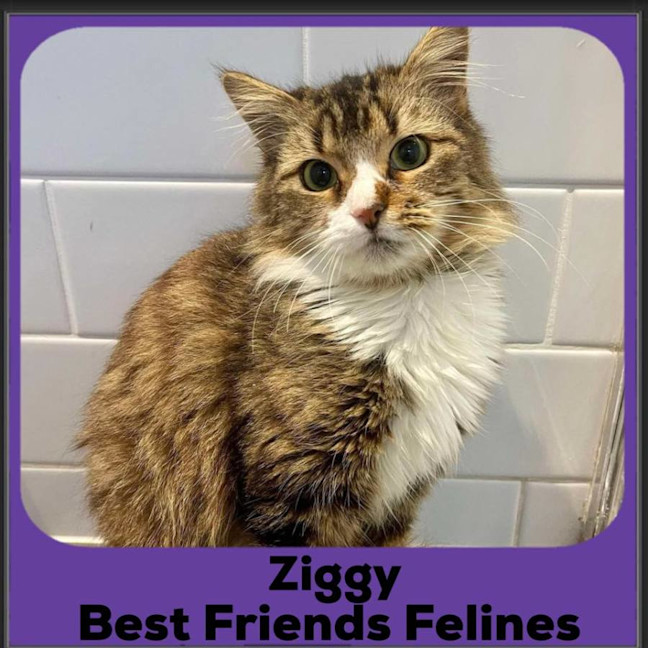Photo of Ziggy