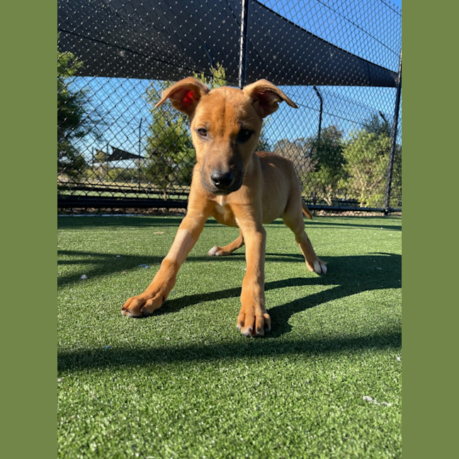 Photo of Chips Imp 1762