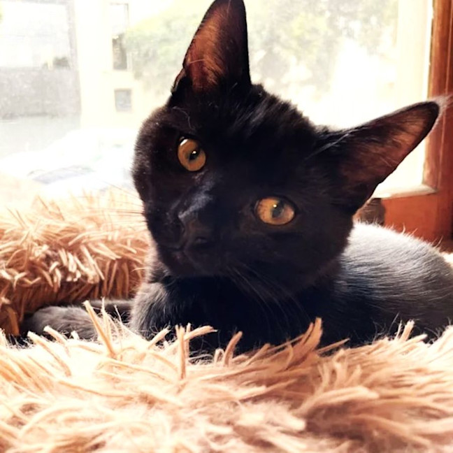 Photo of Inky   Located In Preston