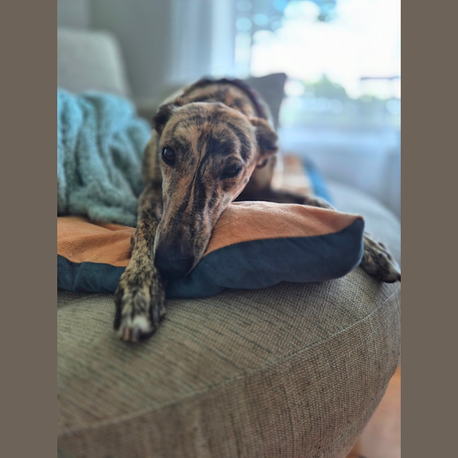 Photo of Fruity, The Tiny Greyhound