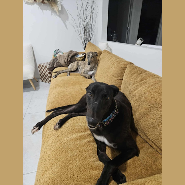 Photo of Basil The Greyhound