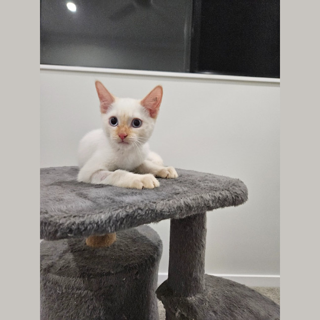 Photo of Nimbus