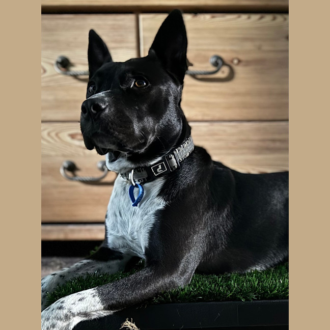 Photo of Oreo