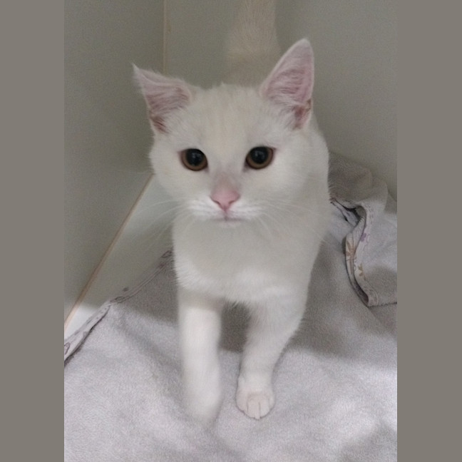 Photo of Snowy