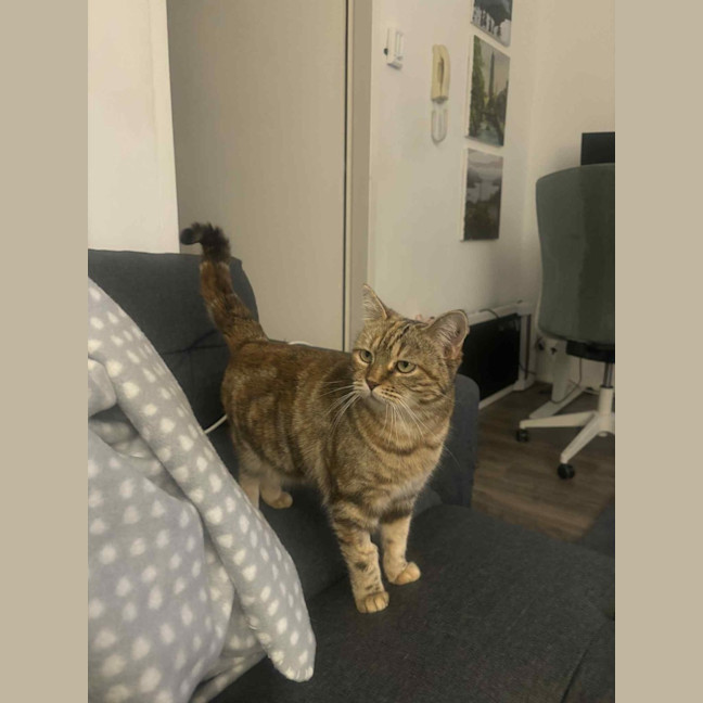 Photo of Lady Saffron