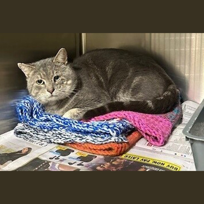 Photo of Sir Humphrey