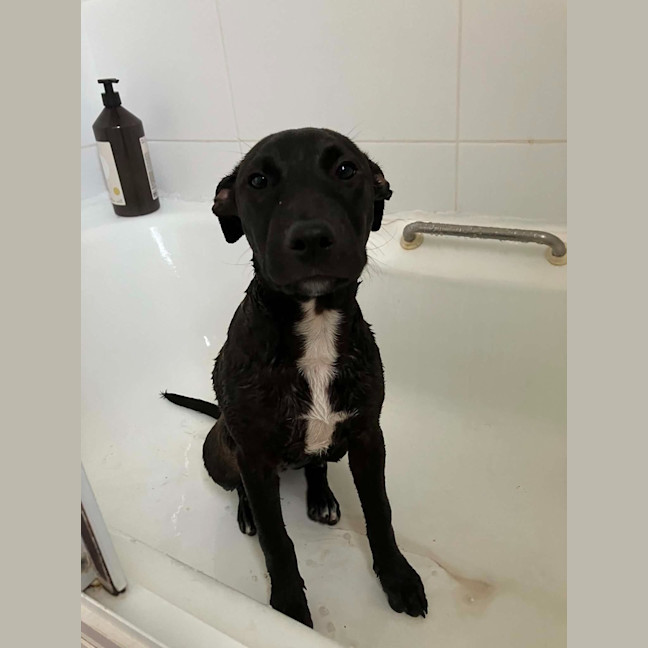 Photo of Coco