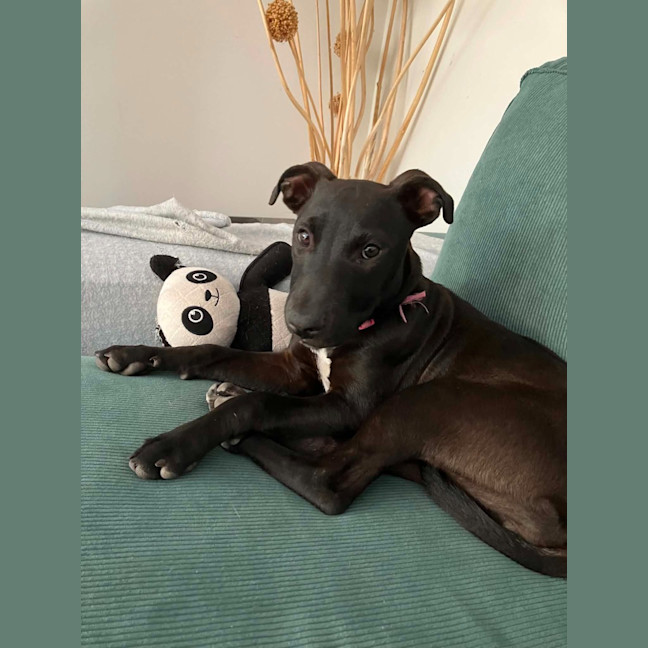 Photo of Coco