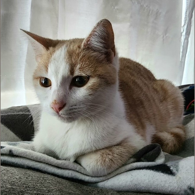 Photo of Nigella   Located In Bundoora