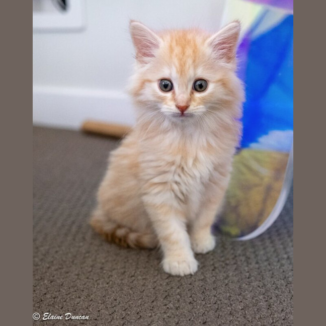 Photo of Rusty