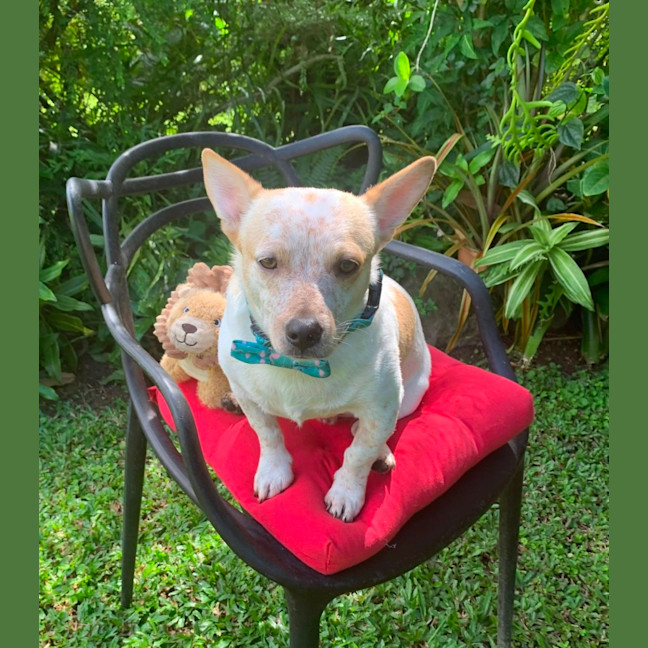 Photo of Rocco