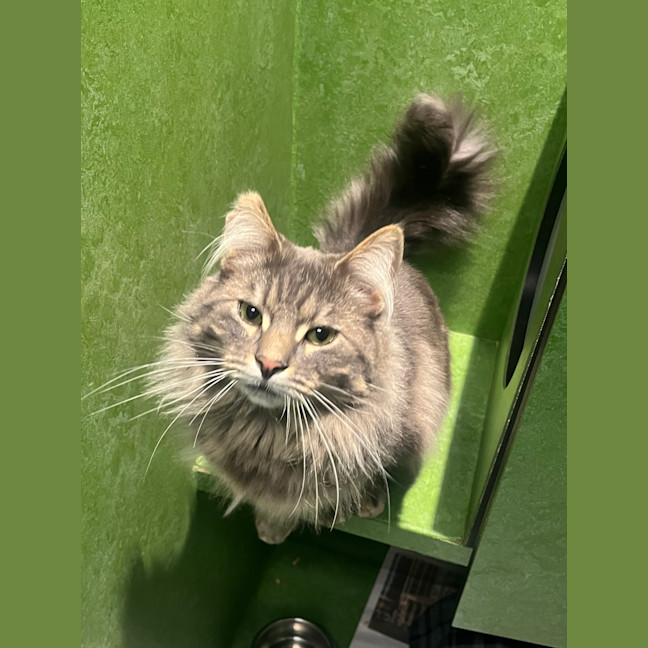 Photo of Cocoa