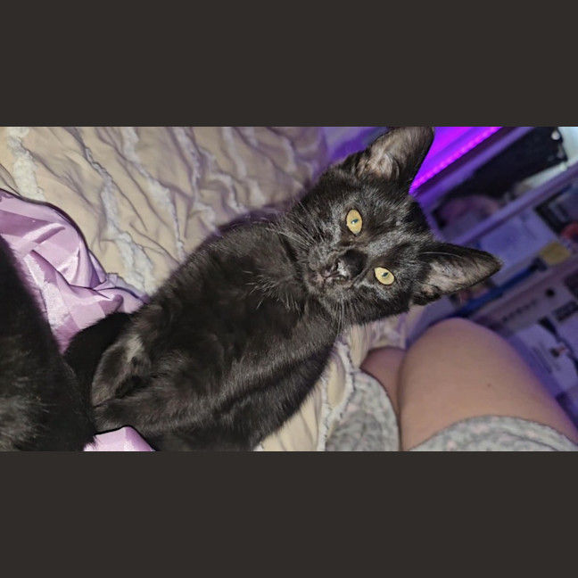 Photo of Wagga Meet Me@Petstock Keysborough 