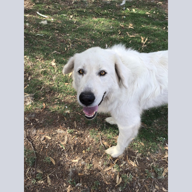 Photo of Lucy