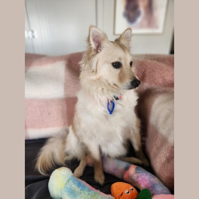 Photo of Rain   1.5 Year Old Pomeranian