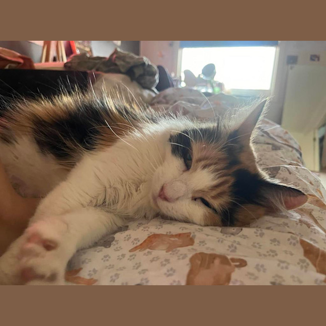 Photo of Callie 