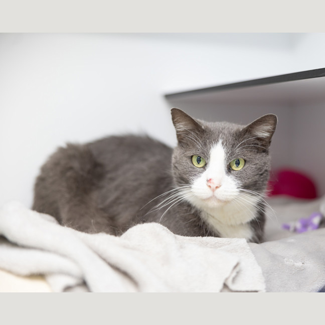 Photo of Sox