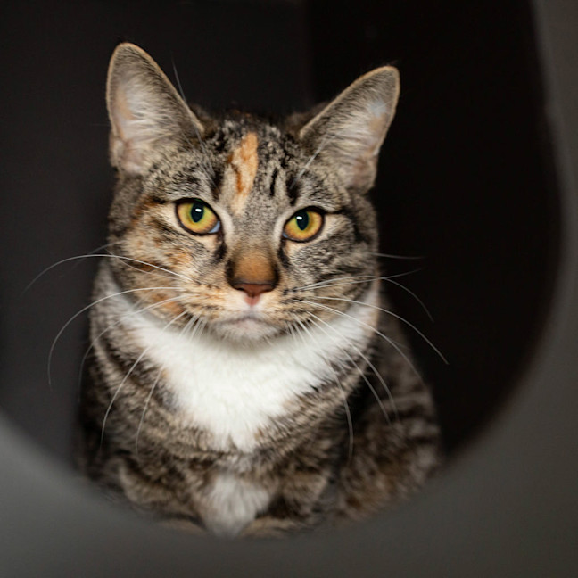 Photo of Thistlewhisp