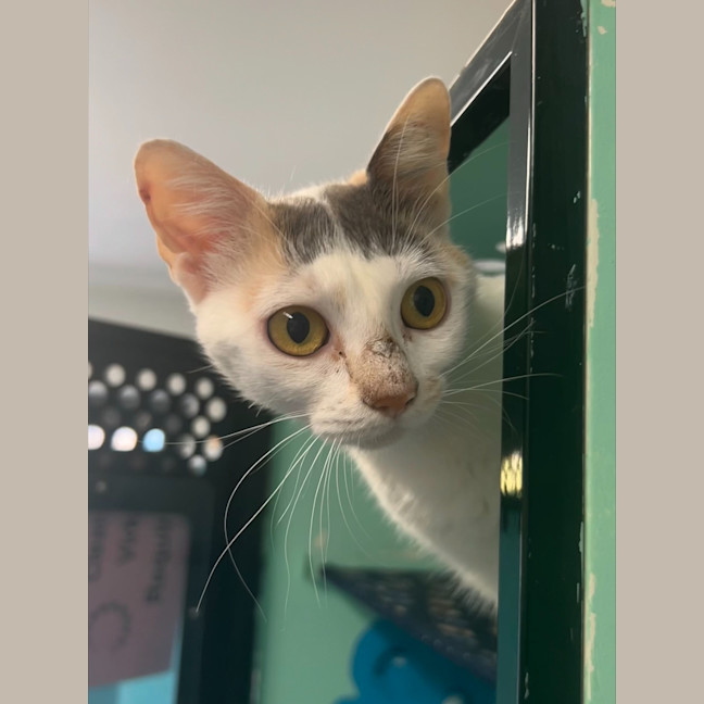 Photo of Lani