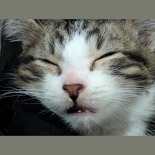 Photo of Jello **2nd Chance Cat Rescue**